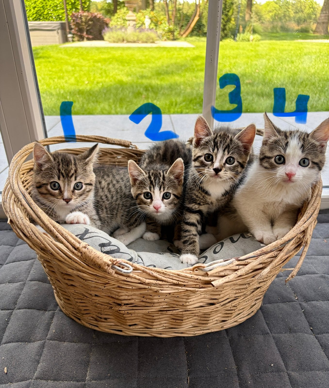 4 tijger kittens, Meerdere dieren, Kortharig, 0 tot 2 jaar