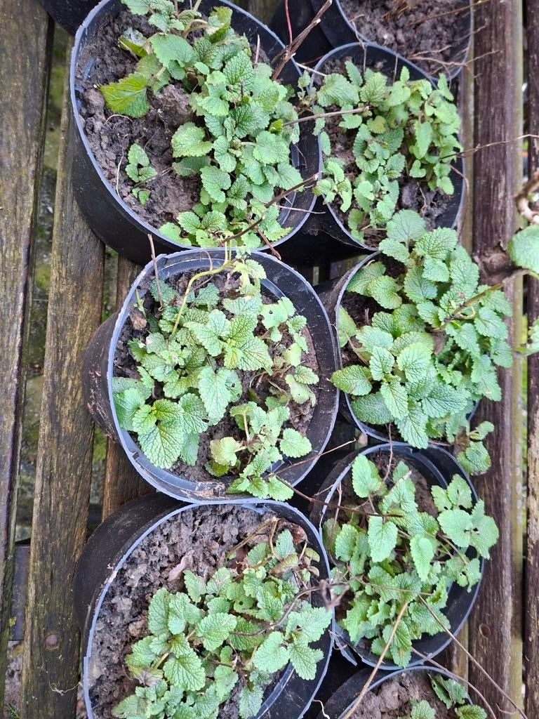 Citroenmelisse 6 planten, Ophalen, Eenjarig, Groenteplanten, Volle zon