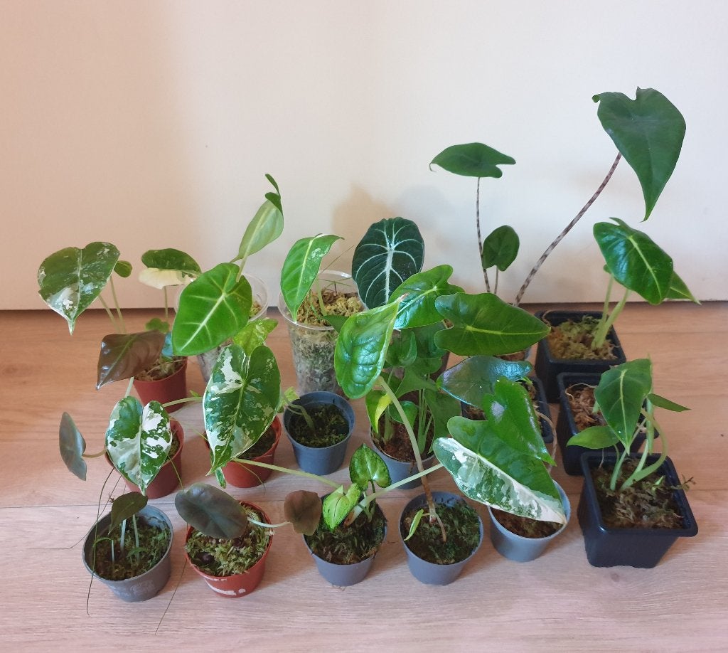 Baby alocasia kamerplantjes, Ophalen, Overige soorten, Halfschaduw, In pot