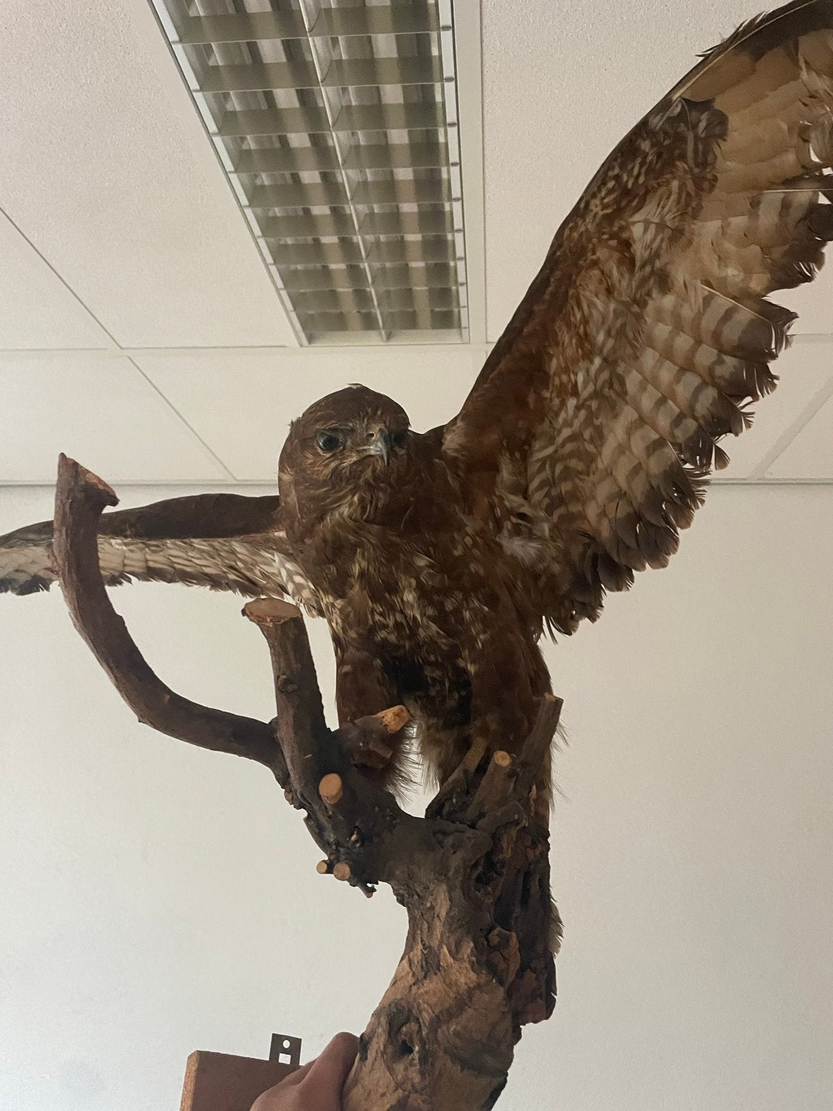 Prachtig opgezette buizerd met gespreide vleugels, Ophalen of Verzenden, Gebruikt, Vogel, Opgezet dier
