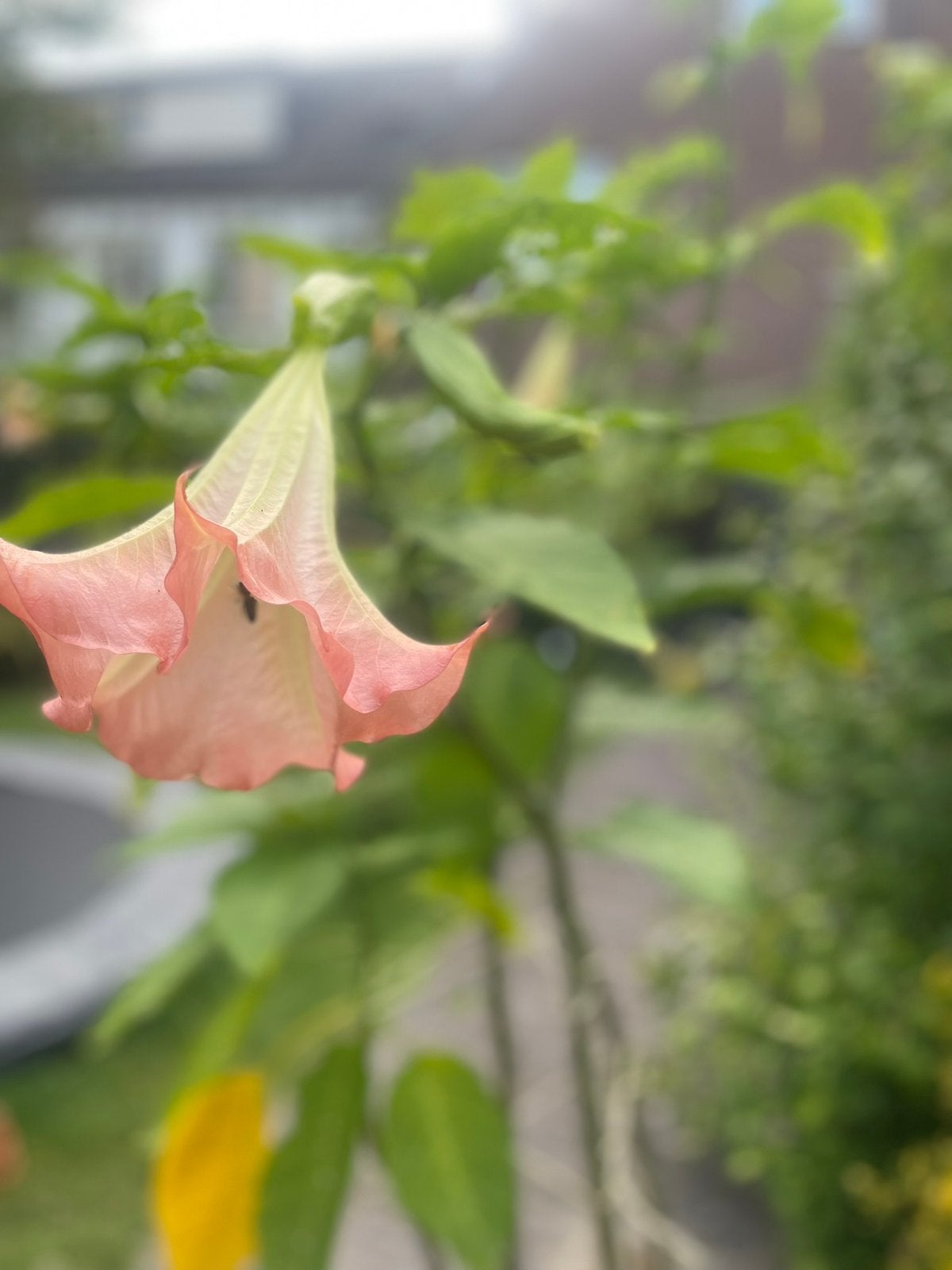 Trompetplant, Tuin en Terras, Ophalen of Verzenden, Volle zon