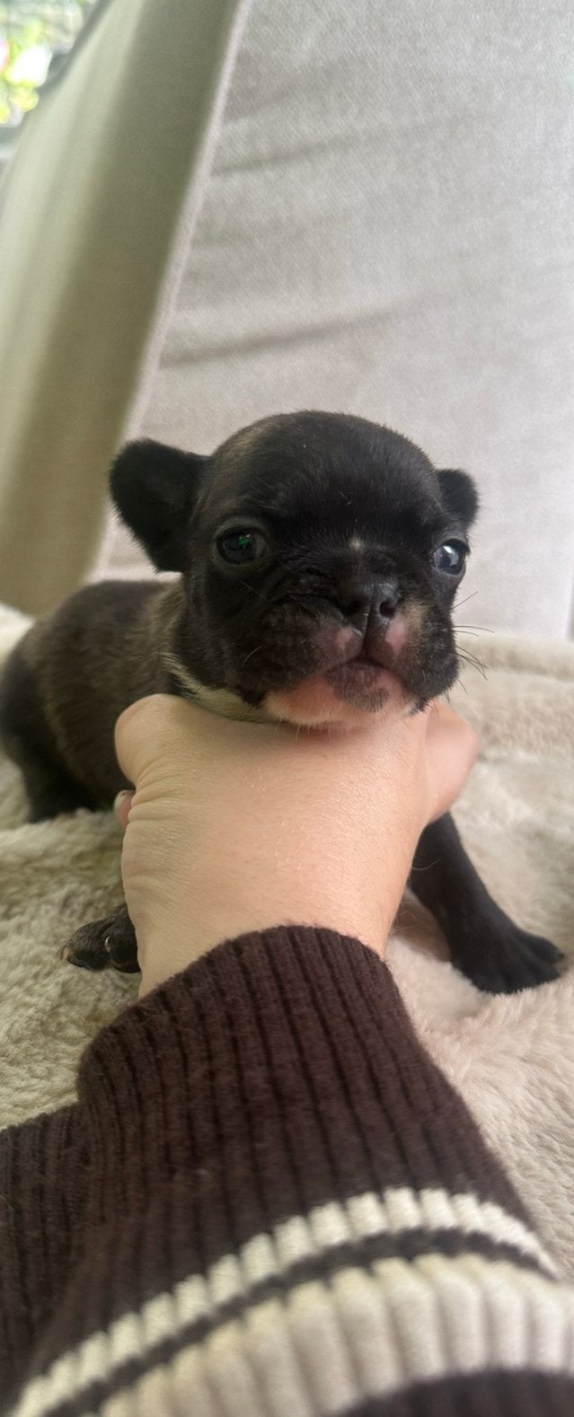Franse bulldog pups, CDV (hondenziekte), 8 tot 15 weken, Bulldog, Meerdere