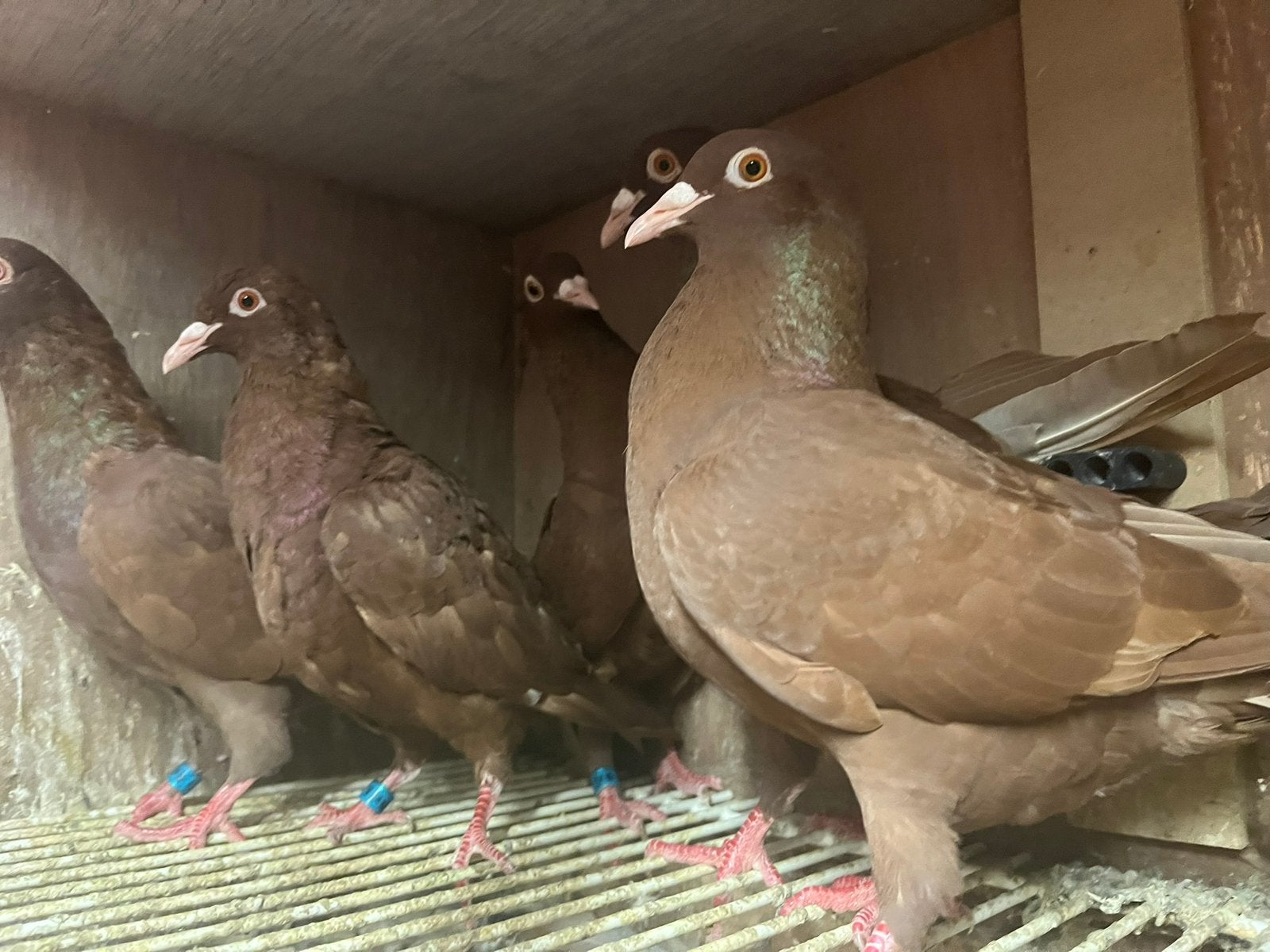 Kleurpostduiven gratis, Meerdere dieren
