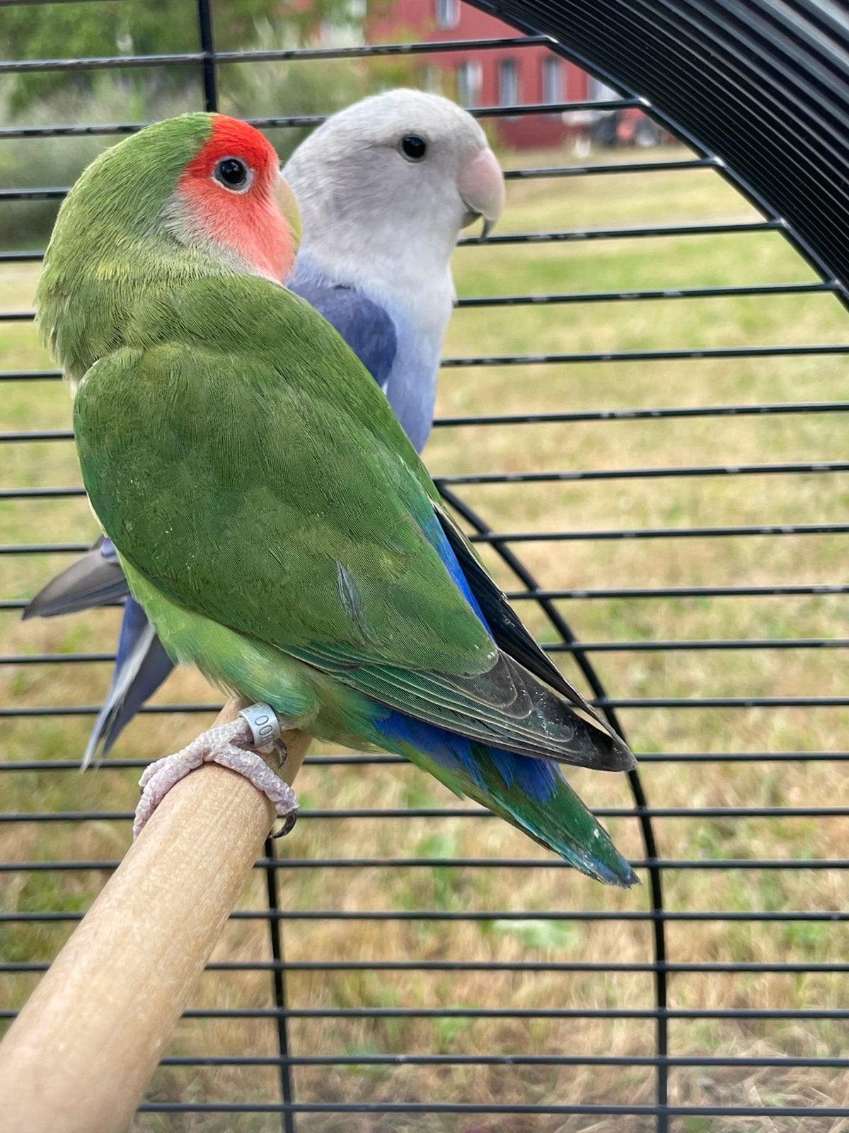 Agapornis Dwergpapegaai Fischerie Roseicolle Personata, Dieren en Toebehoren, Vogels | Parkieten en Papegaaien, Geslacht onbekend