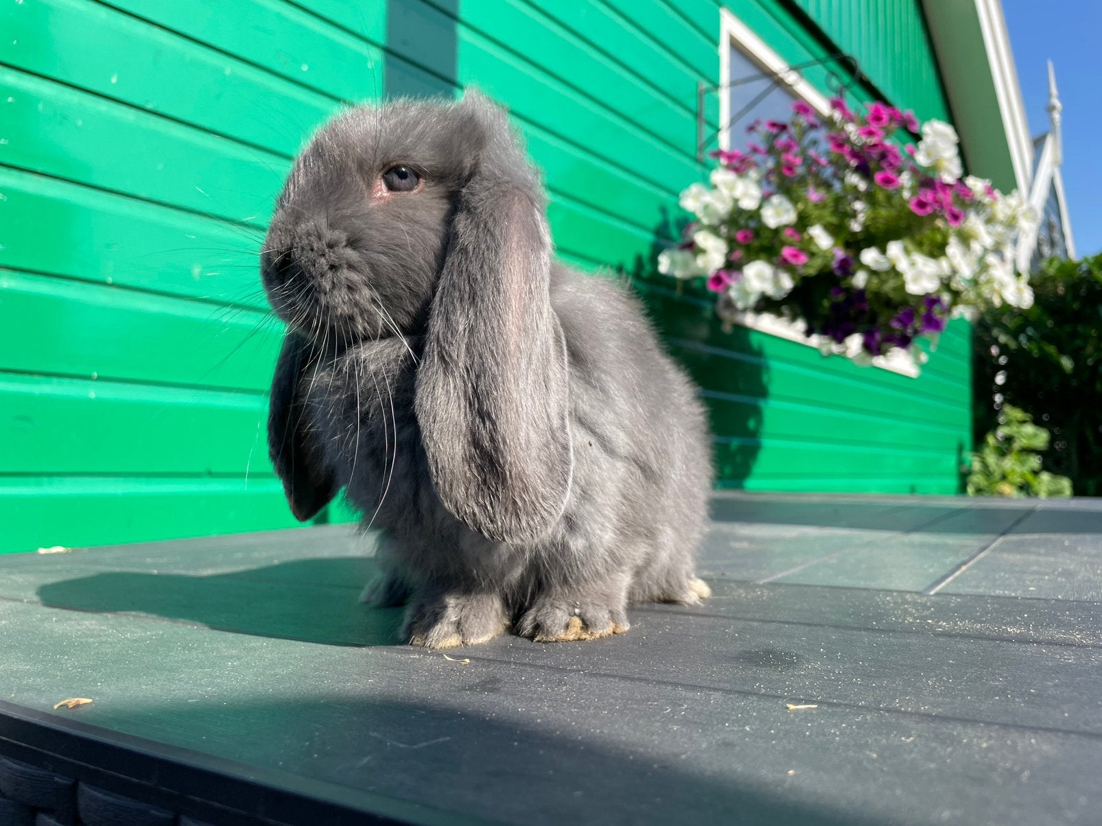 Franse hangoor ram, Mannelijk, Groot, Hangoor, 0 tot 2 jaar
