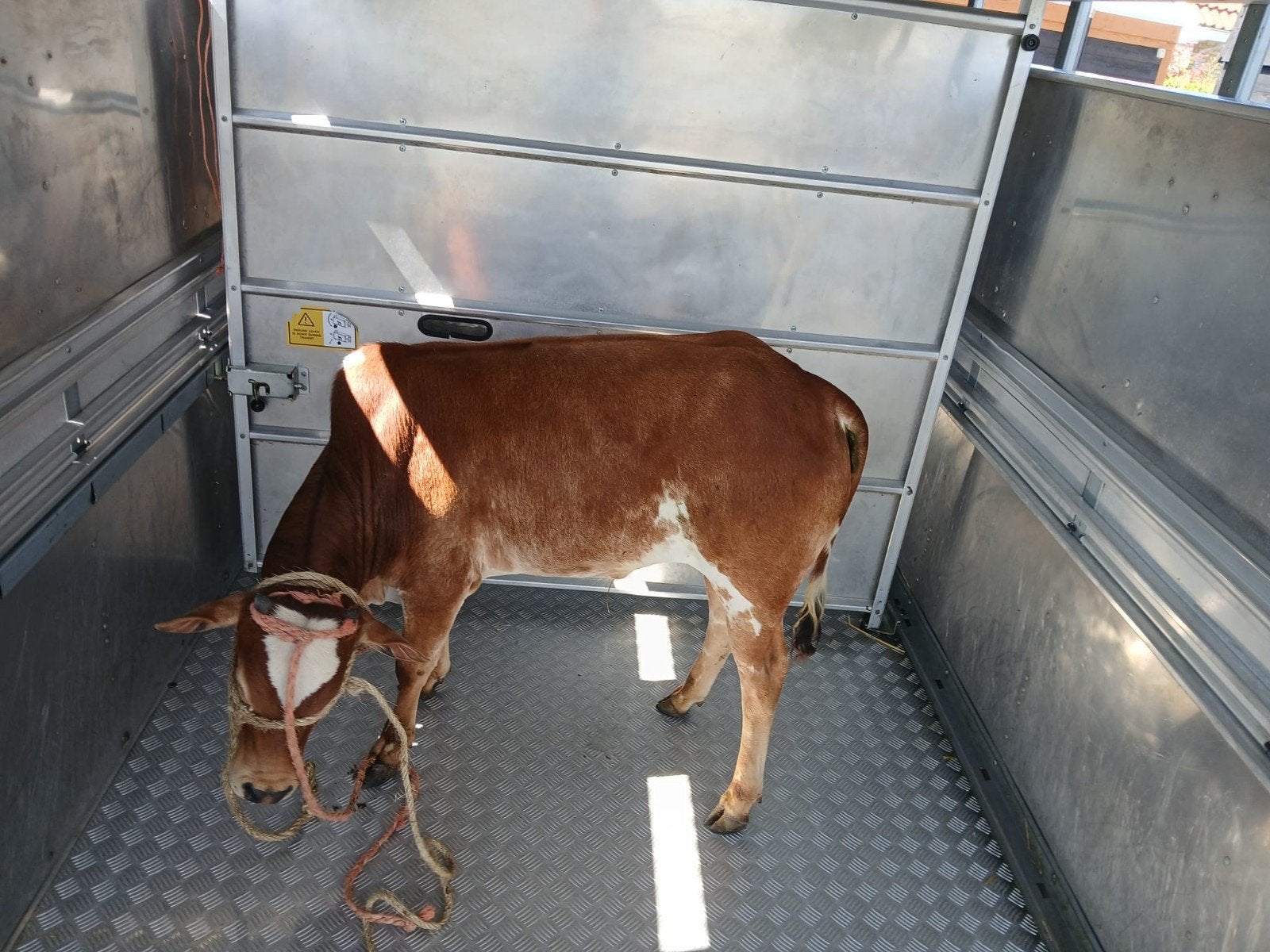 Zeeboe stier, Mannelijk, 0 tot 2 jaar
