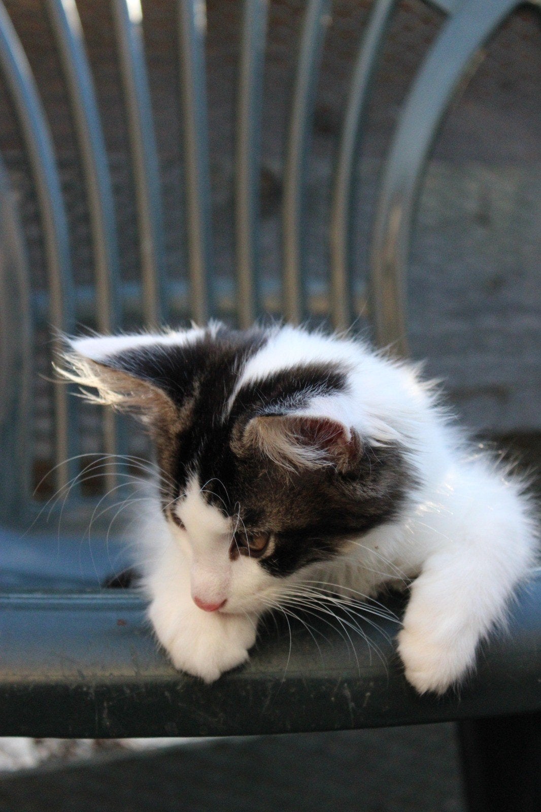 laatste harlekijn maine coon kitten. man, Dieren en Toebehoren, Kater, Ontwormd, 0 tot 2 jaar