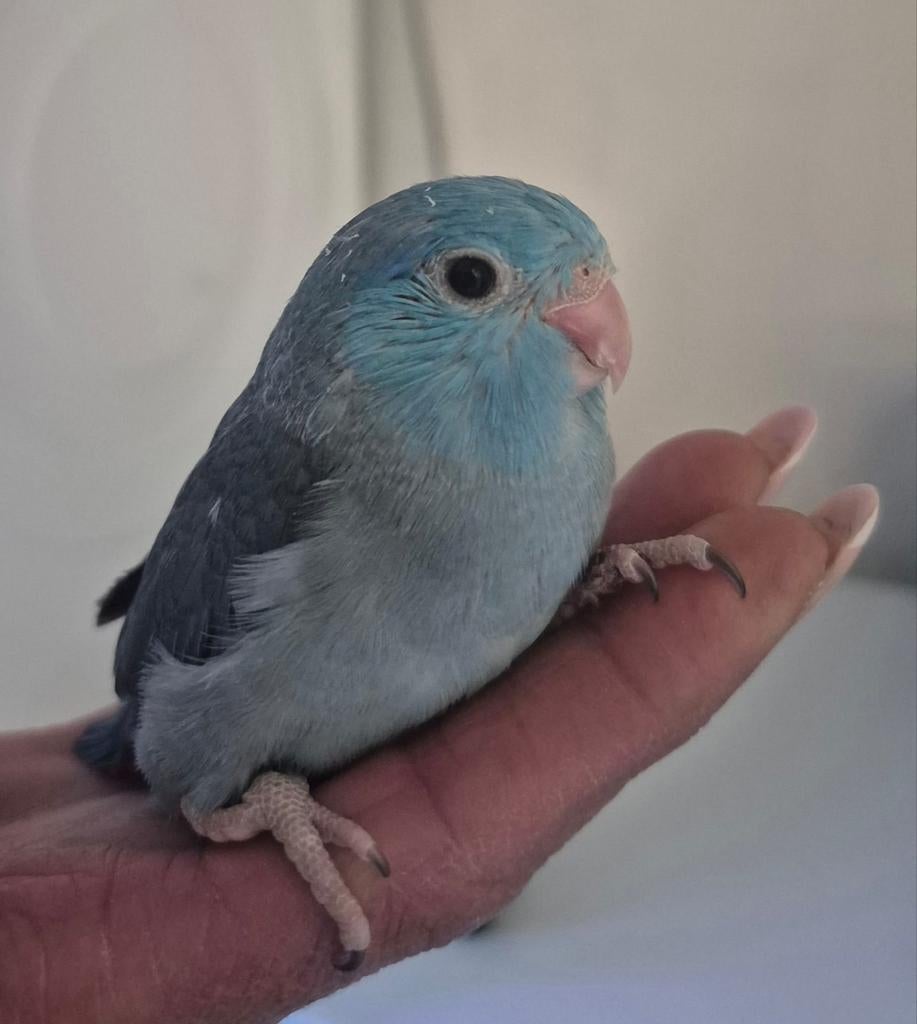 Net zelfstandig baby forpussen om tam te maken, Meerdere dieren, Dwergpapegaai of Agapornis, Geringd