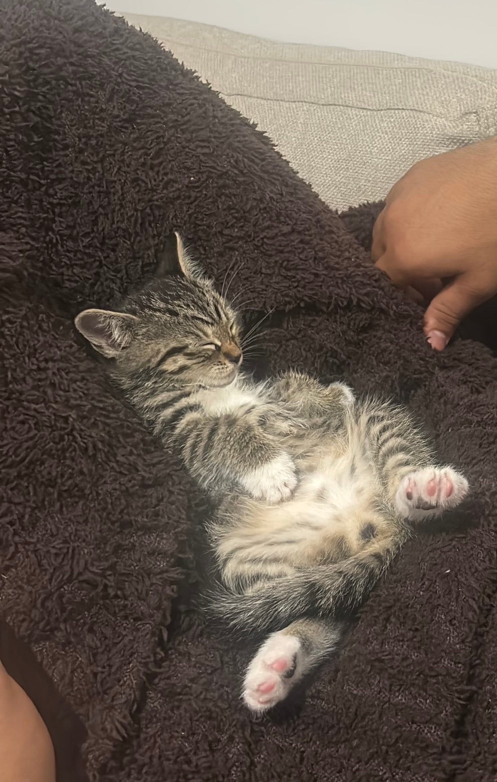 Lief en speels kitten van 8 weken zoekt gouden mandje, Dieren en Toebehoren, Meerdere dieren
