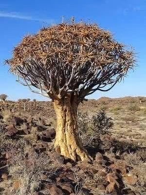 Aloe Aloidendron Ramosissimum van oorsprong Namibië., Overige soorten, Ophalen of Verzenden, In pot, Minder dan 100 cm