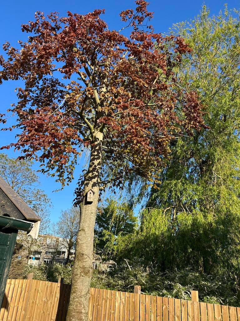 Verwijderen van Boom (gratis), Tuin en Terras, Vogelhuisjes en Vogelbaden, Ophalen, Gebruikt