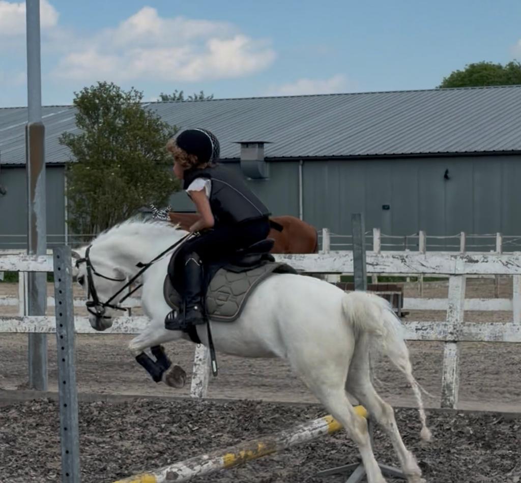 Welsh B merrie 11 jaar- Popcorn, Dieren en Toebehoren, Pony's, Merrie, Met stamboom, Springpony, B pony (1.17m tot 1.27m)