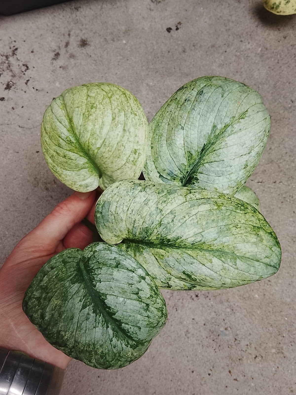 Scindapsus Silver Dark Cloud Mint Variegata, Ophalen of Verzenden