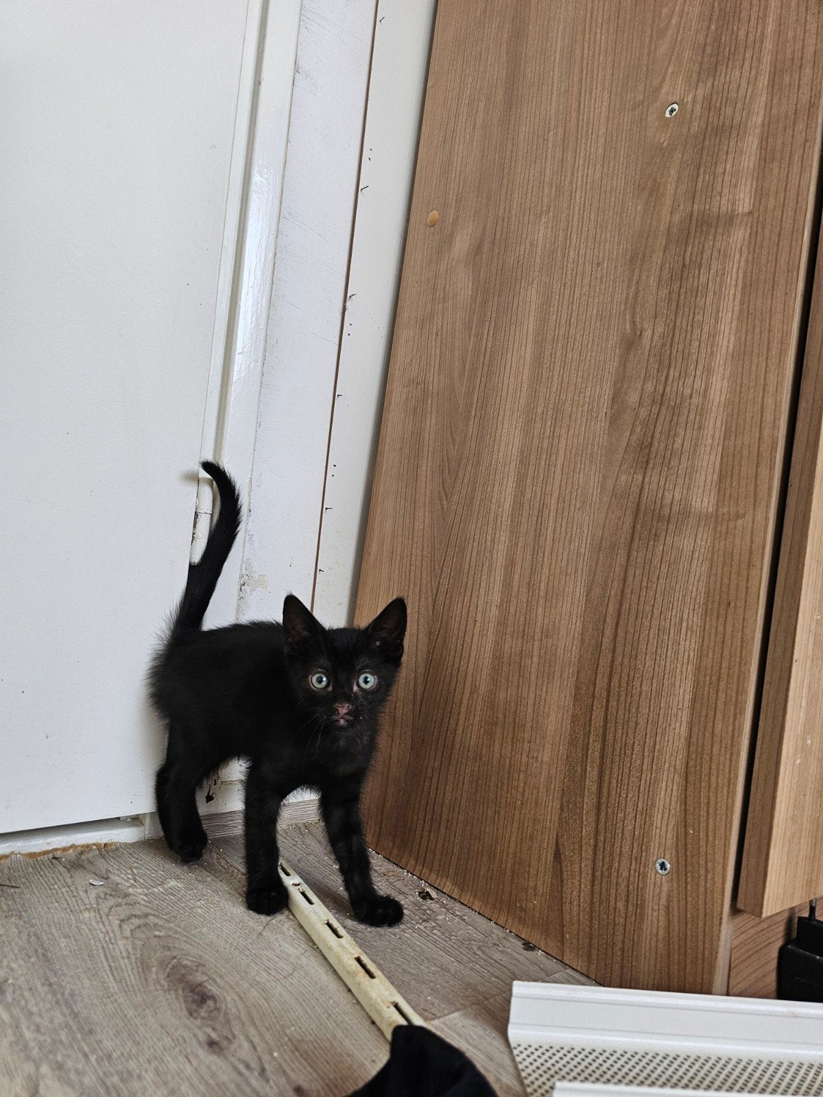 kittens, Meerdere dieren, Ontwormd, 0 tot 2 jaar