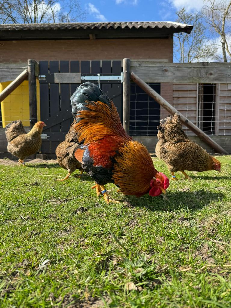 Foktoom Wyandotte kriel meerzomig patrijs, Dieren en Toebehoren, Pluimvee, Meerdere dieren, Kip