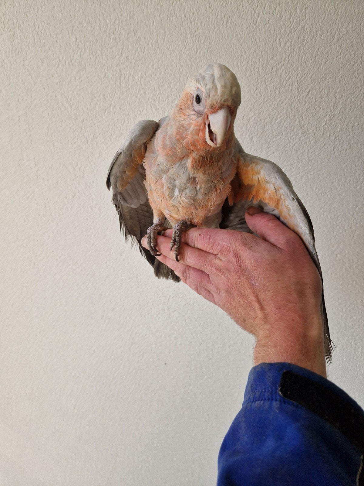 tamme kruising papegaai, inca kaketoe x rose kaketoe, Mannelijk, Papegaai, Tam