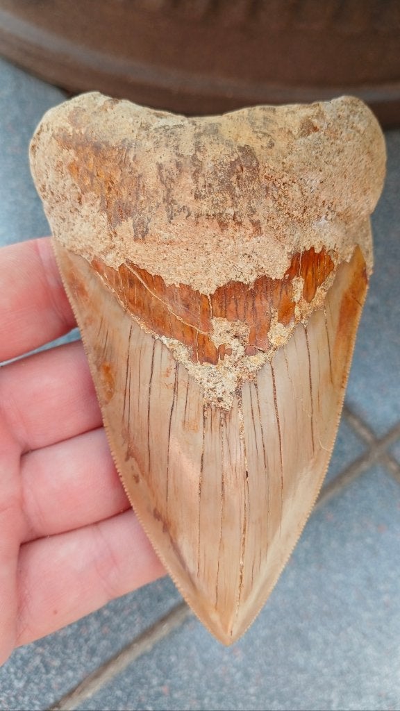 Grote onderkaakse Megalodon haaientand uit Indonesië fossiel, Ophalen of Verzenden, Fossiel