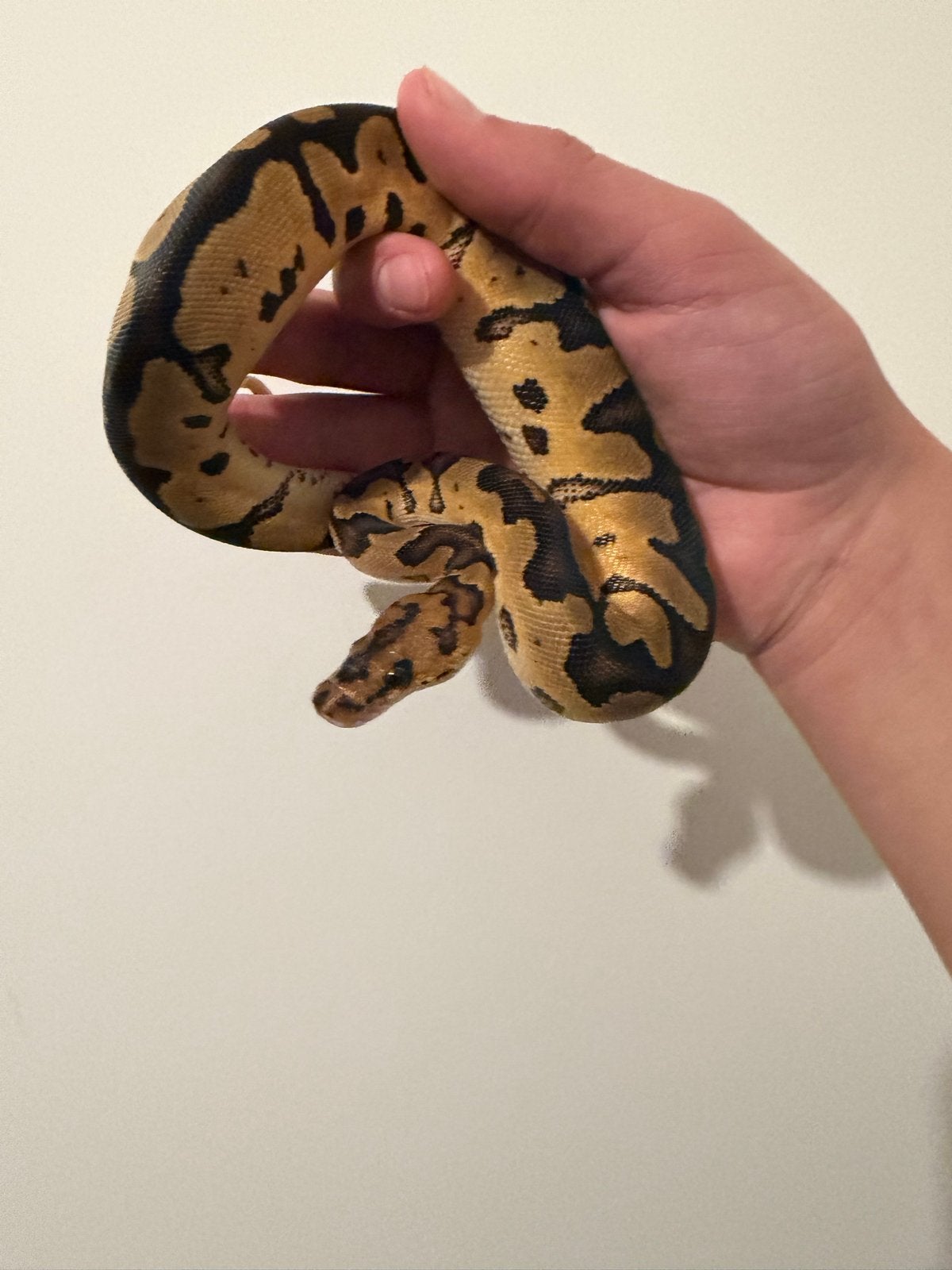 0.1 Ballpython / Regius Ball Python photo 4