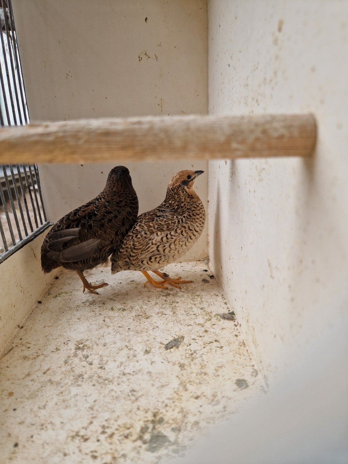 koppel chinese kwartels, Meerdere dieren