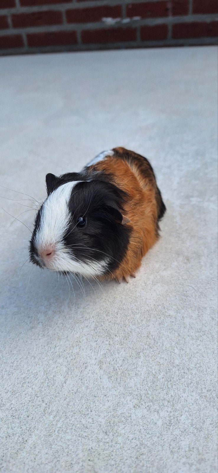cavia 4 weken oud, September, Mannelijk, Cavia