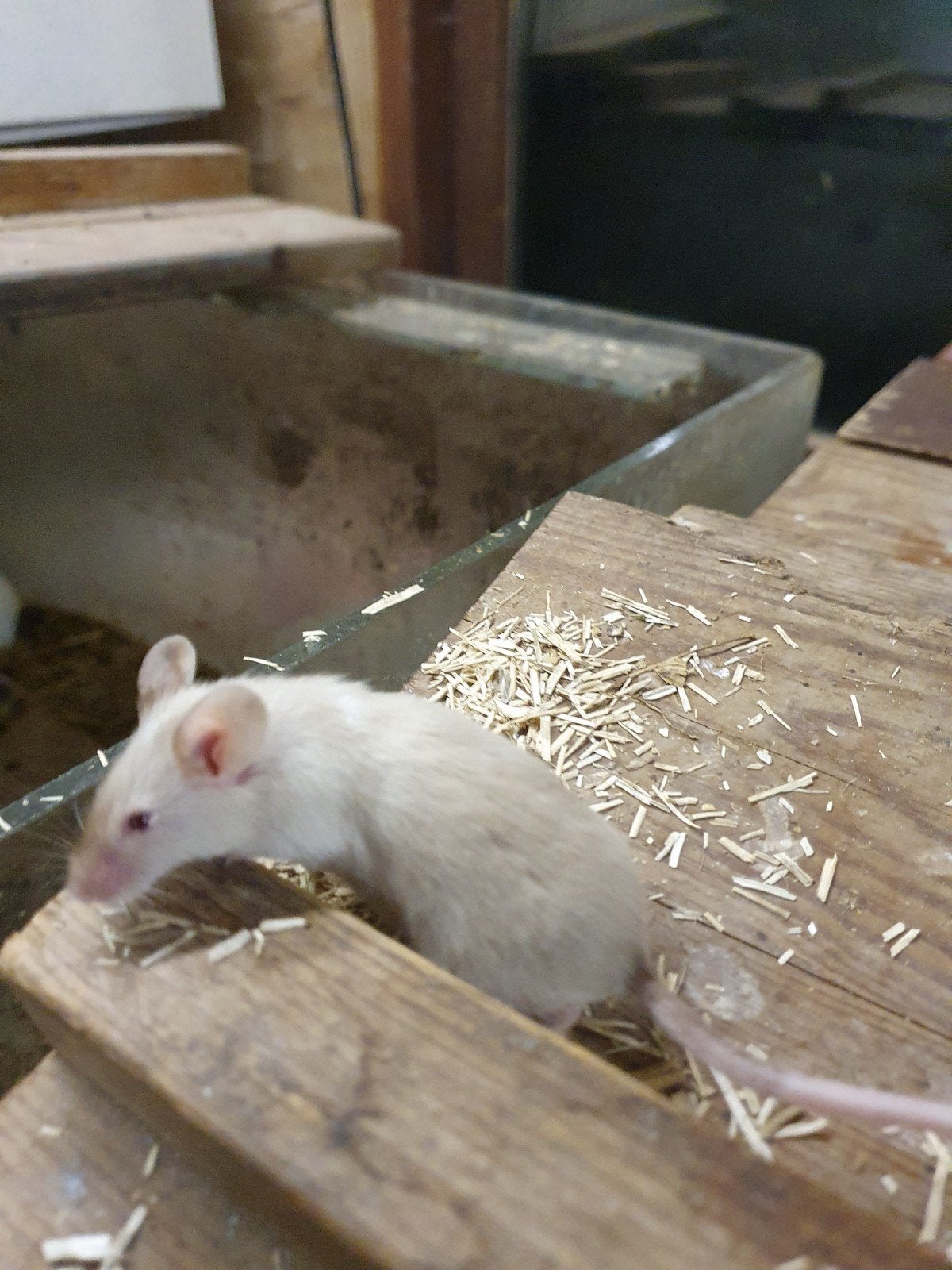 Kleurmuizen beperkte voorraad. € 1.50 per stuk, Dieren en Toebehoren, Juni, Meerdere dieren, Muis