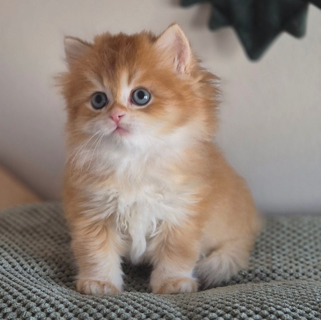 Brits korthaar kittens uit golden lijnen met stamboom, Meerdere dieren, Met stamboom, 0 tot 2 jaar