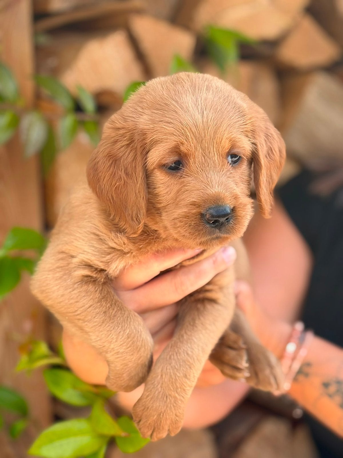 Nog 3 exclusive dudley labradoodle teefjes medium size, Overige rassen, 8 tot 15 weken, Parvo, Meerdere