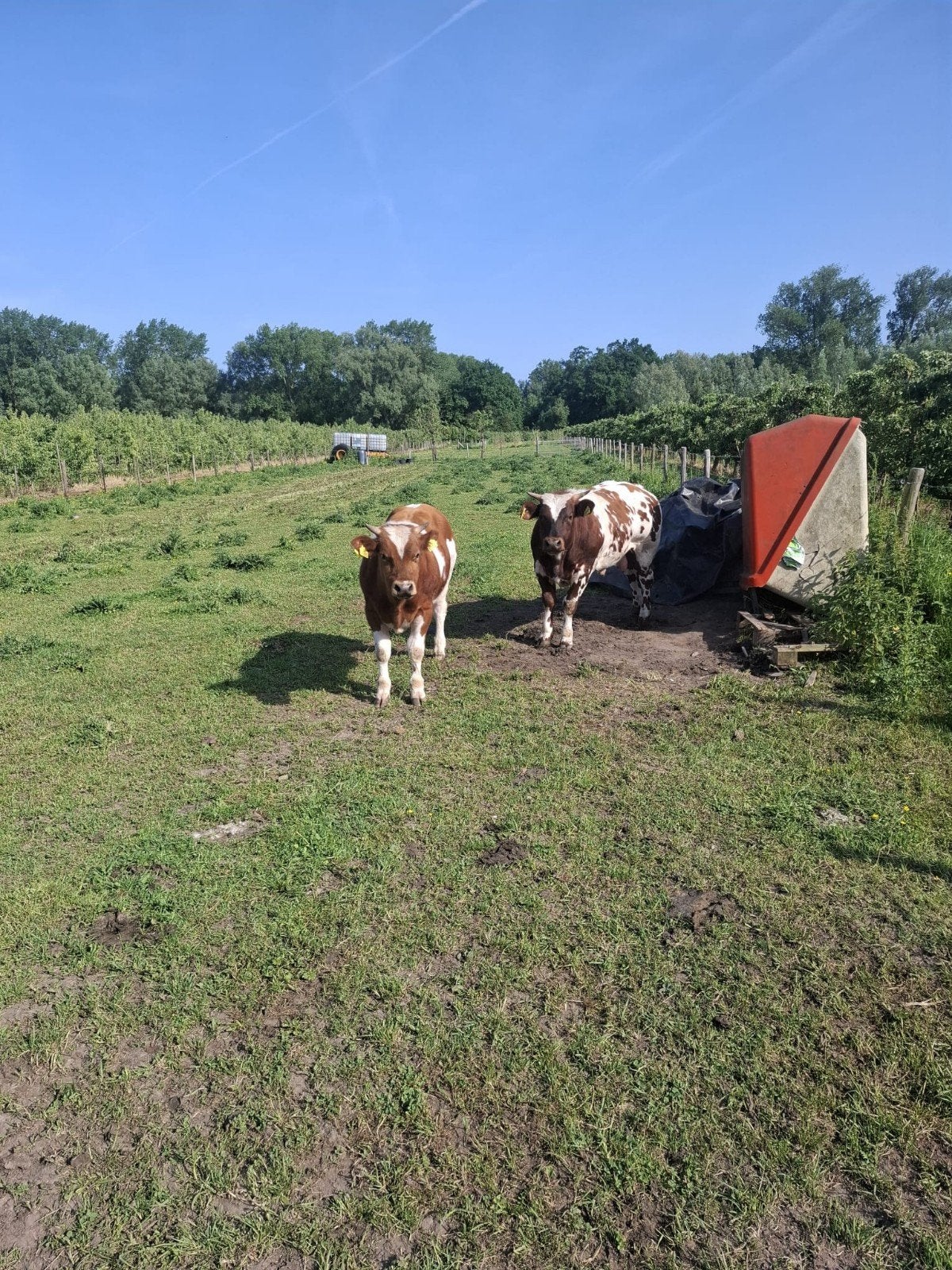 3 dekstieren te koop, Dieren en Toebehoren, Runderen, Mannelijk, 0 tot 2 jaar