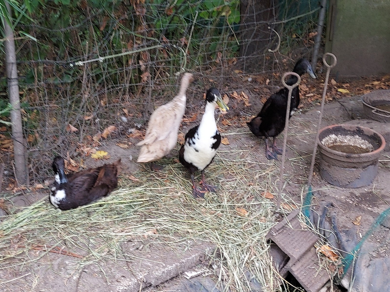 Te koop 4 Indische loopeenden ruim 2 jaar oud, Meerdere dieren, Eend