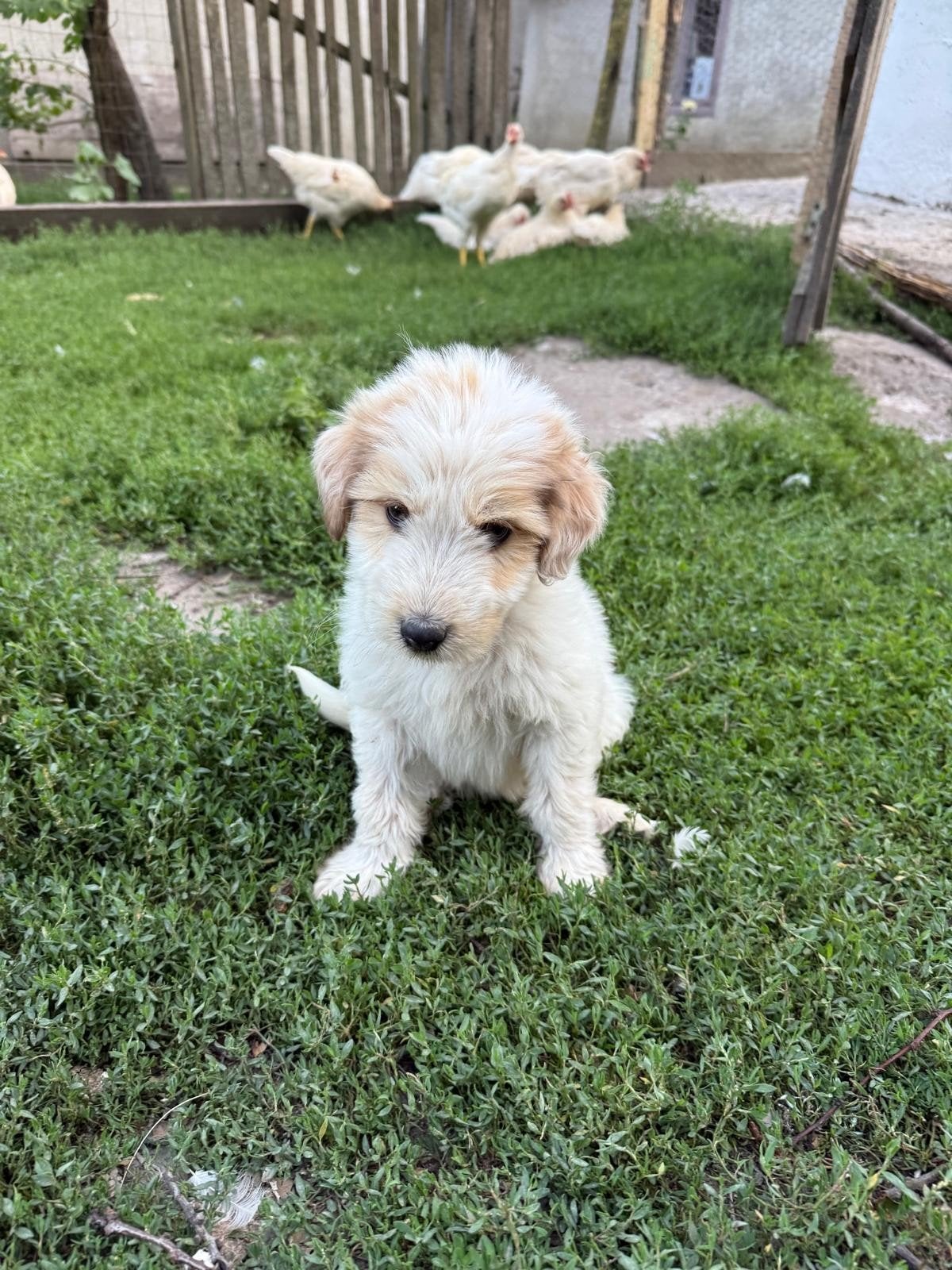Puppy reu ter adoptie middelgroot, Dieren en Toebehoren, Particulier, 15 weken tot 1 jaar, Buitenland, Parvo
