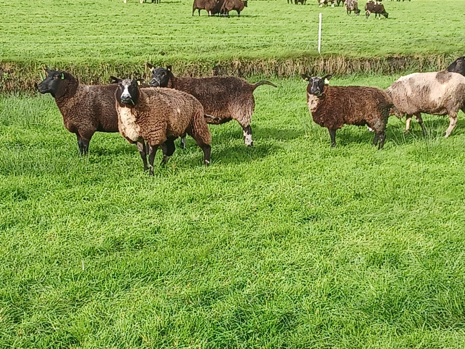 10 bonte schapen, Dieren en Toebehoren, Vrouwelijk, Schaap
