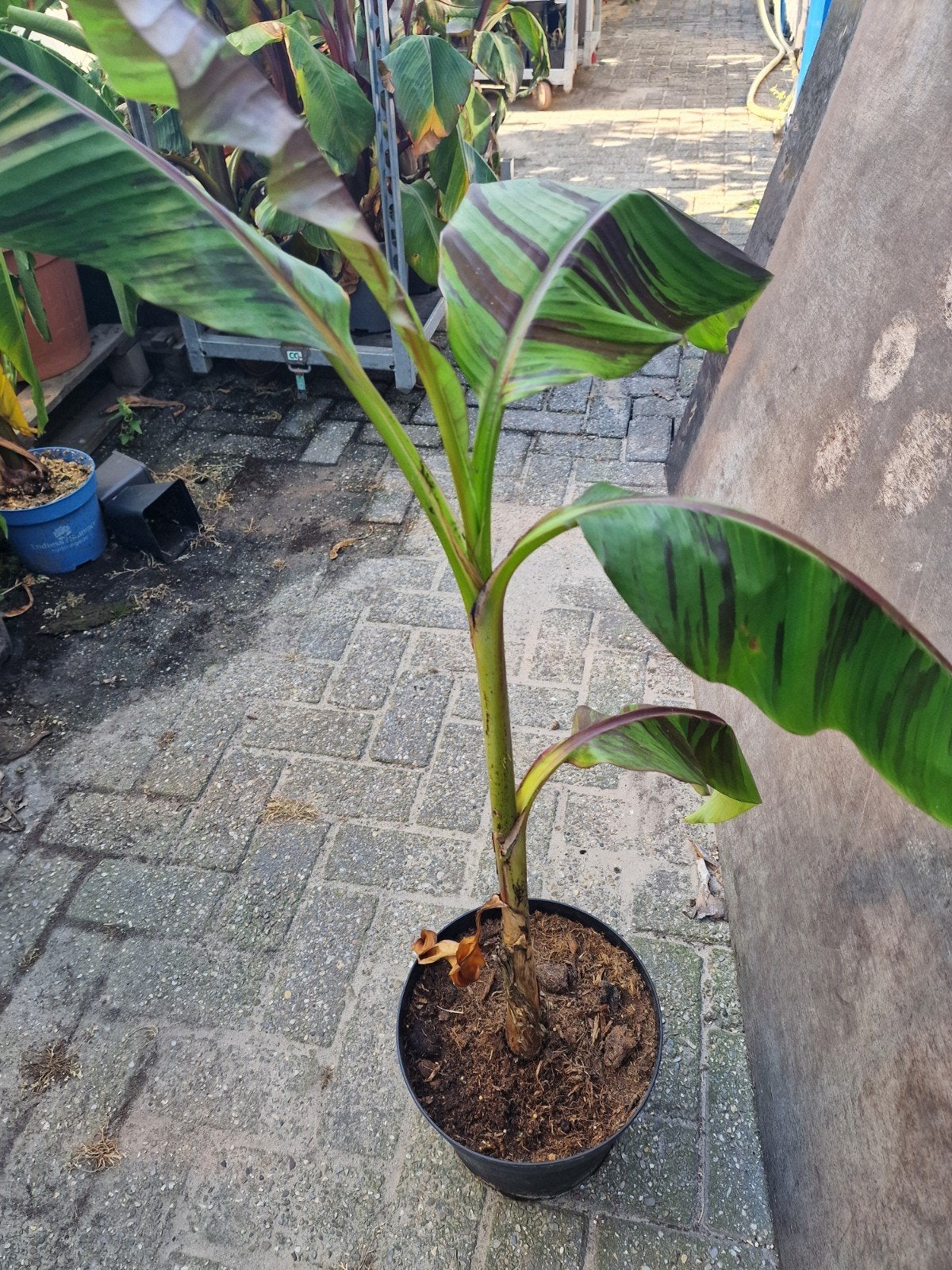 Musa sikkemensis ever red. Gestreepte bladere, Ophalen, Overige soorten, Volle zon