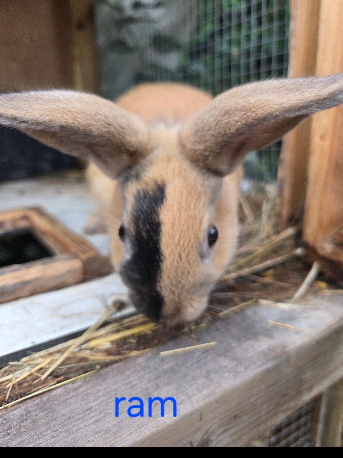 Tamme hollander x hangoor konijntjes, Dieren en Toebehoren, Meerdere dieren, Dwerg