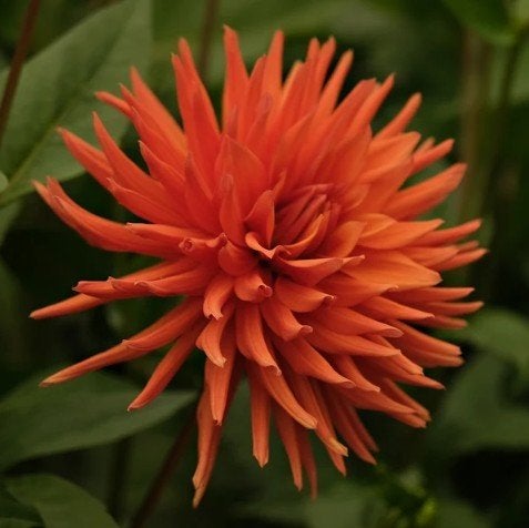 Dahlia knollen, diverse mooie soorten, Ophalen of Verzenden, Voorjaar, Volle zon, Knol