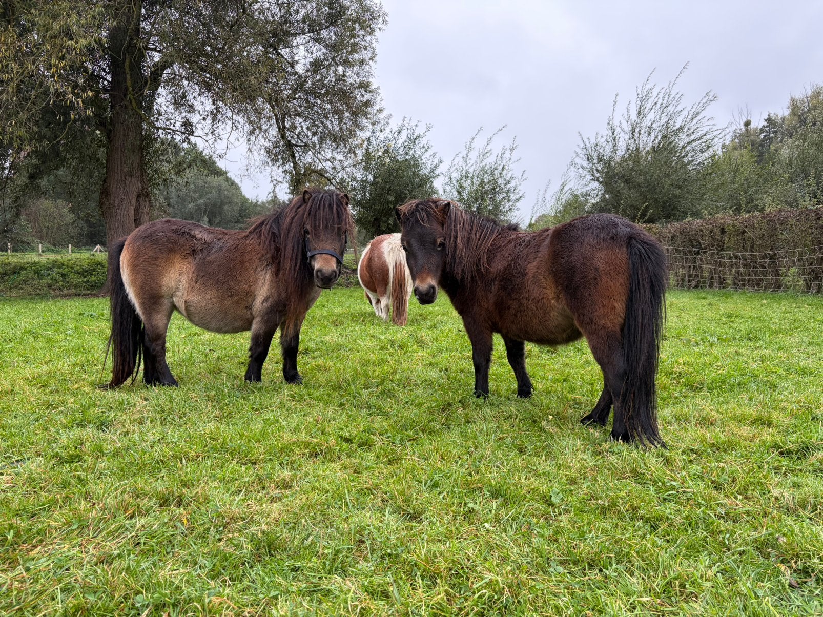 Prachtige mini pony’s | Merries & Hengst veulens, Hengst, A pony (tot 1.17m), 0 tot 2 jaar