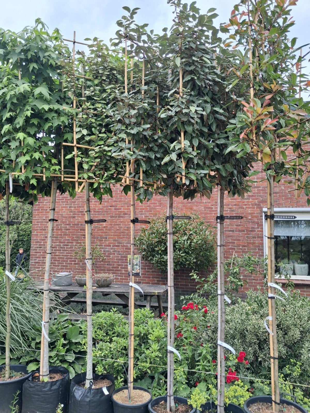 Lei Olijfwilg (Elaeagnus ebbingei) - Prachtige Leiboom, In pot, Leiboom, Halfschaduw, Ophalen of Verzenden