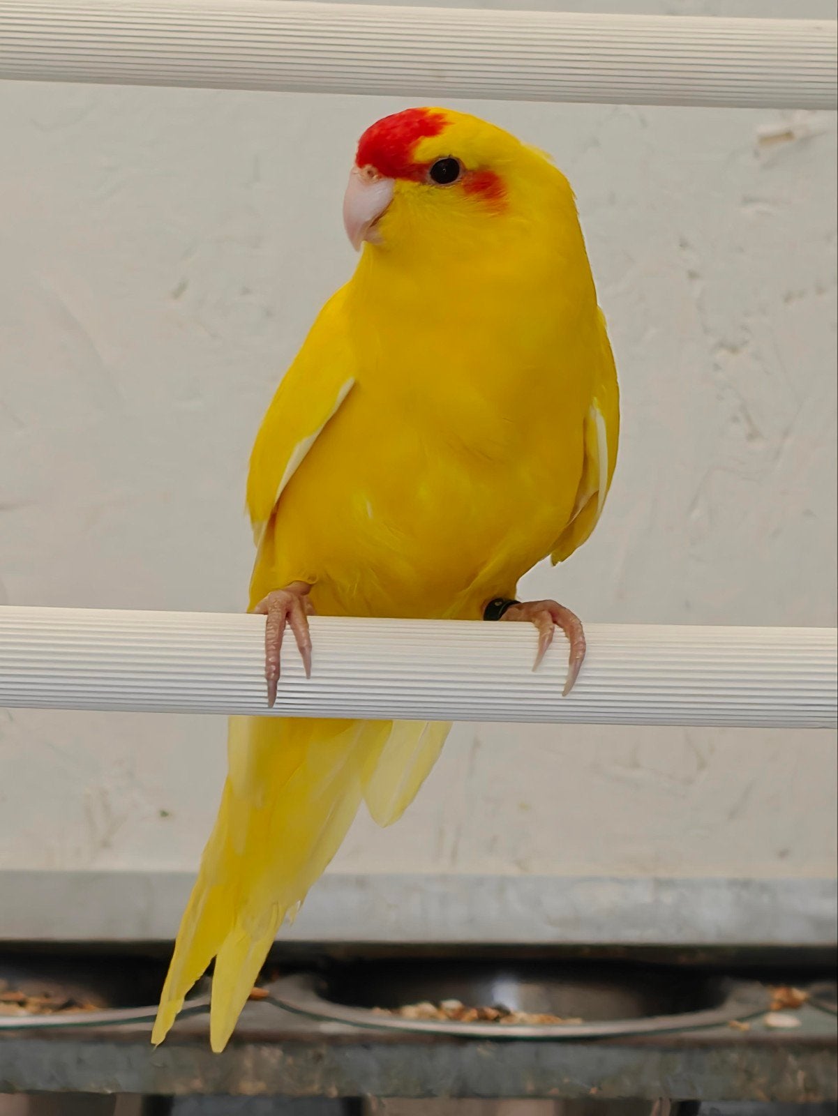 gele en bonte kakarikis, Meerdere dieren, Parkiet, Geringd