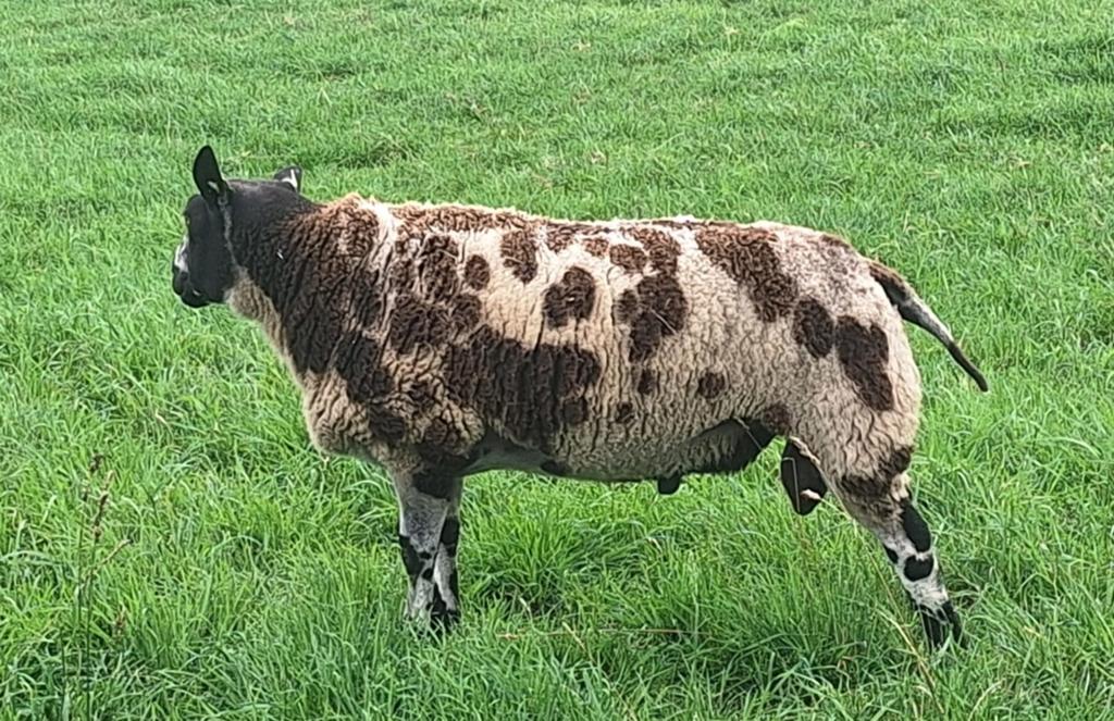 Te koop Bonte dek rammen, Dieren en Toebehoren, Schapen, Geiten en Varkens, Mannelijk, Schaap