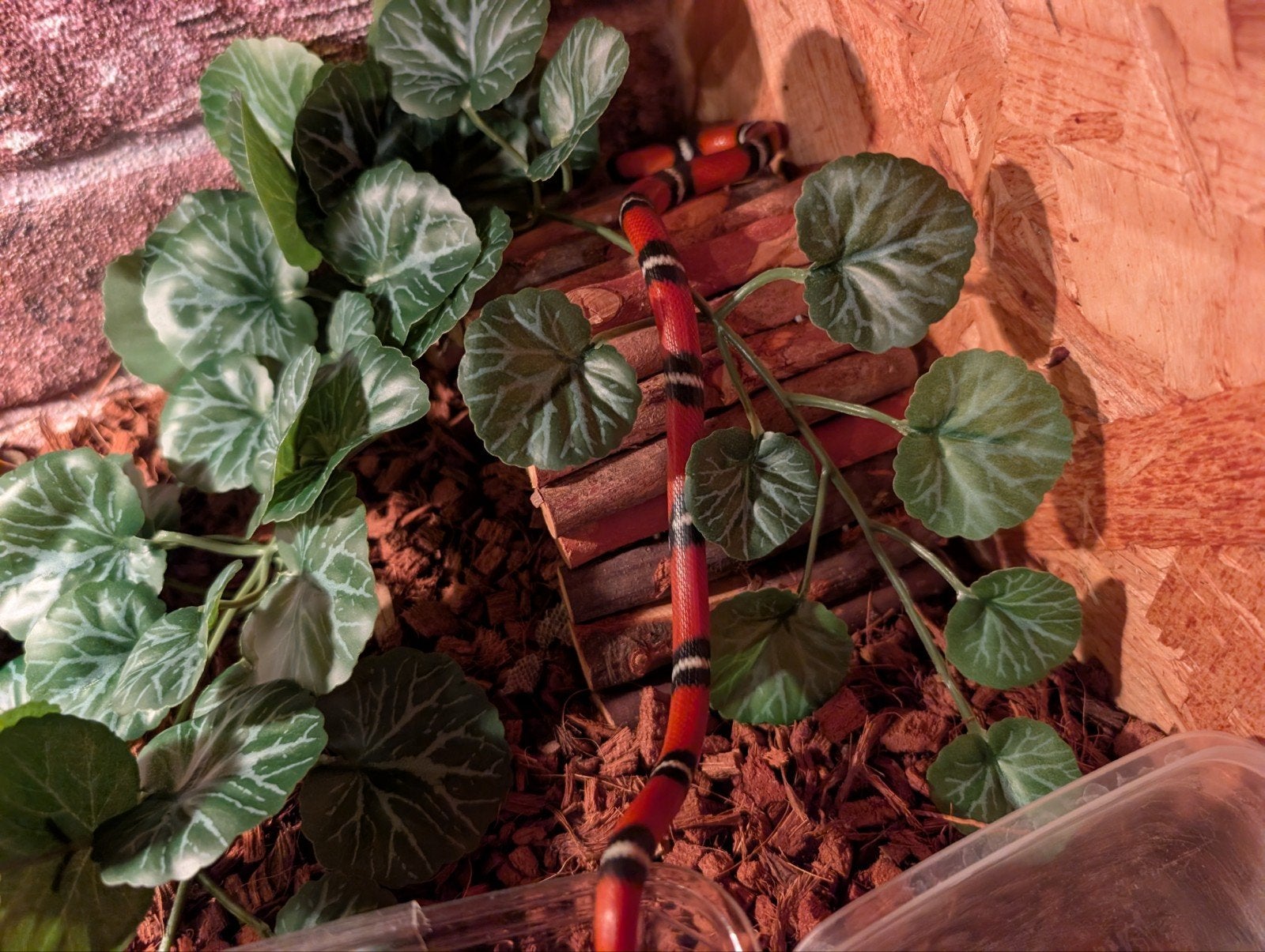 Melkslang 0.0.1 nk 2025 Milk Snake photo 2