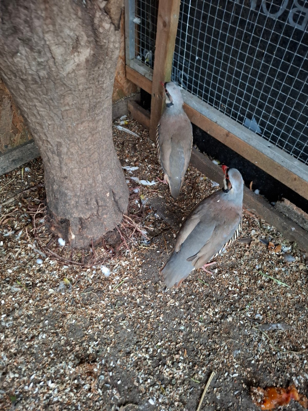 Te koop  Patrijzen, Meerdere dieren, Geringd