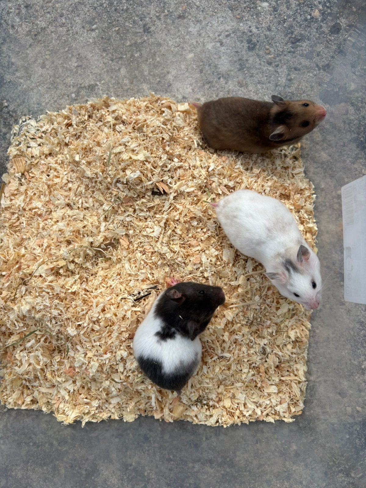 Baby goudhamsters, Augustus, Vrouwelijk, Hamster