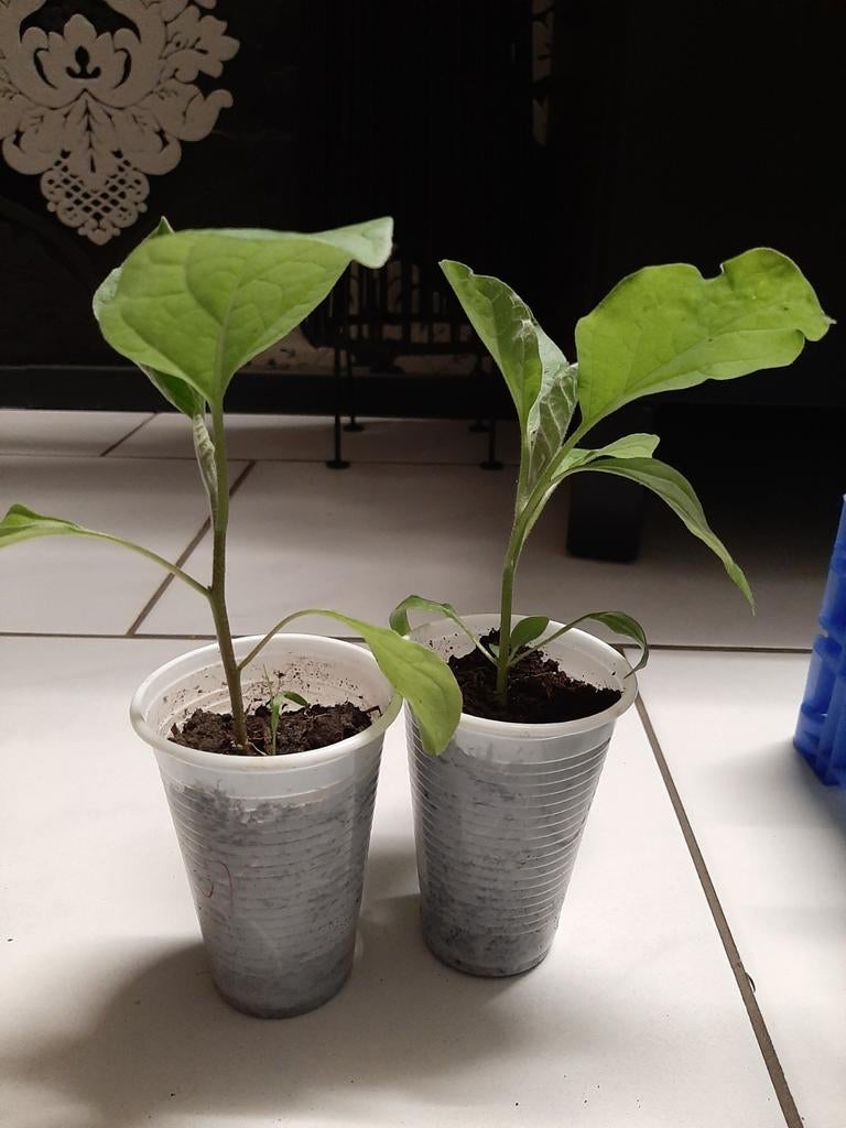 Aubergine Kaberi Groenteplanten (5-12cm), Ophalen, Volle zon, Groenteplanten, Eenjarig