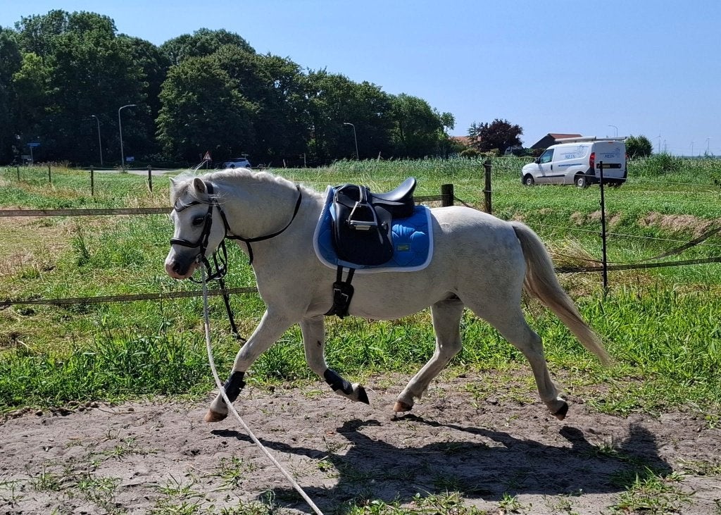 Toekomstige kinderpony, Dieren en Toebehoren, Met stamboom, Ruin, Dressuurpony, Zadelmak