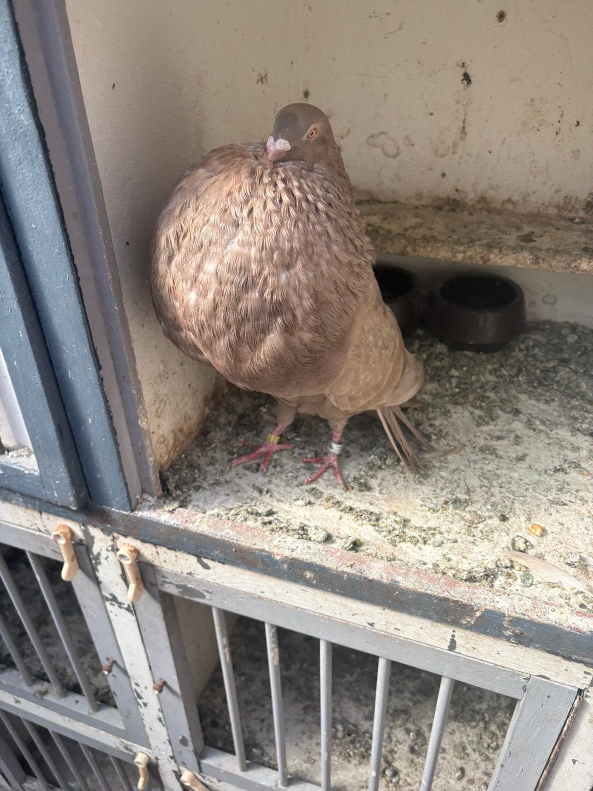Gaditano Caky duivin, Dieren en Toebehoren, Vogels | Duiven, Vrouwelijk, Kropper