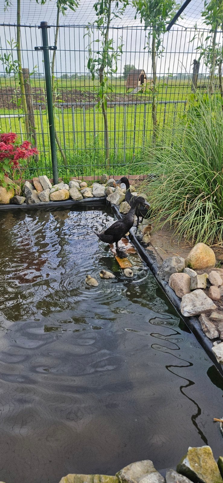 Indische loopeend vrouw, Vrouwelijk, Eend