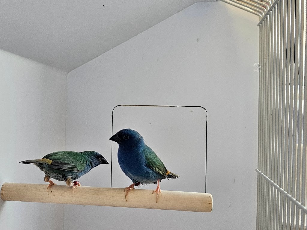 Forbes papegaaiamadine l Pop, Dieren en Toebehoren, Vogels | Overige Vogels, Vrouwelijk, Tropenvogel