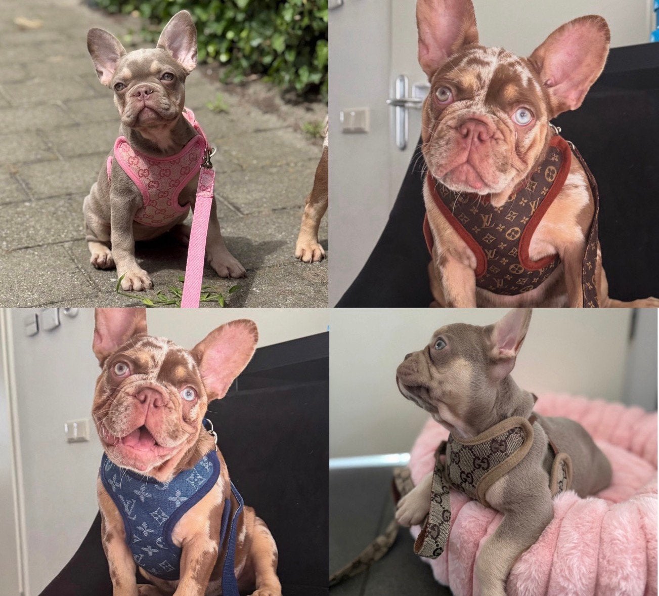 Gucci tuigje / lv tuigje , honden tuig + lijn, Ophalen of Verzenden, Nieuw