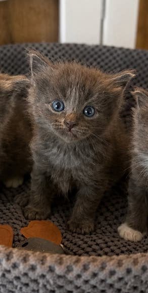 Aanhankelijke Nebelung x Ragdoll kittens katertje, Dieren en Toebehoren, Meerdere dieren, Gechipt, 0 tot 2 jaar