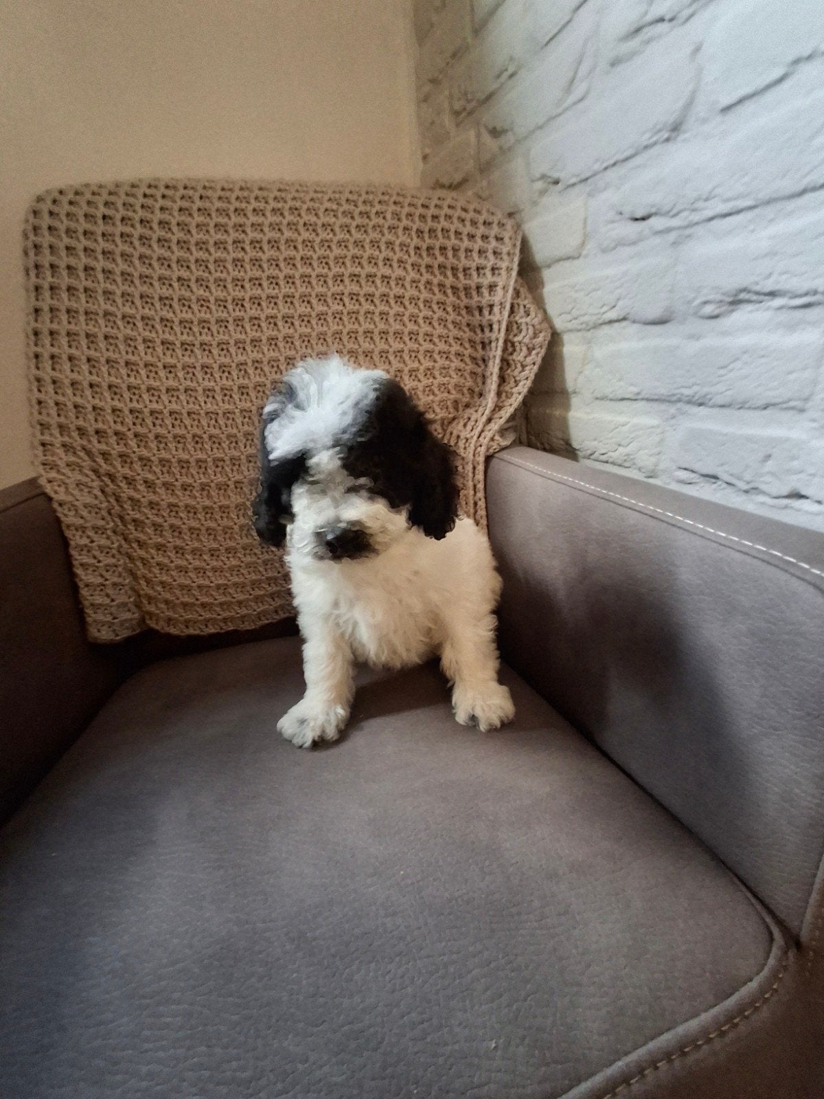 Dwergpoedel x toypoedel pup Teefje, Poedel, Parvo, 8 tot 15 weken, Teef