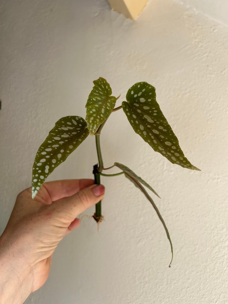 Begonia tamaya, meerdere stekken zie advertentie, Huis en Inrichting, Kamerplanten, Minder dan 100 cm, Halfschaduw, Ophalen of Verzenden